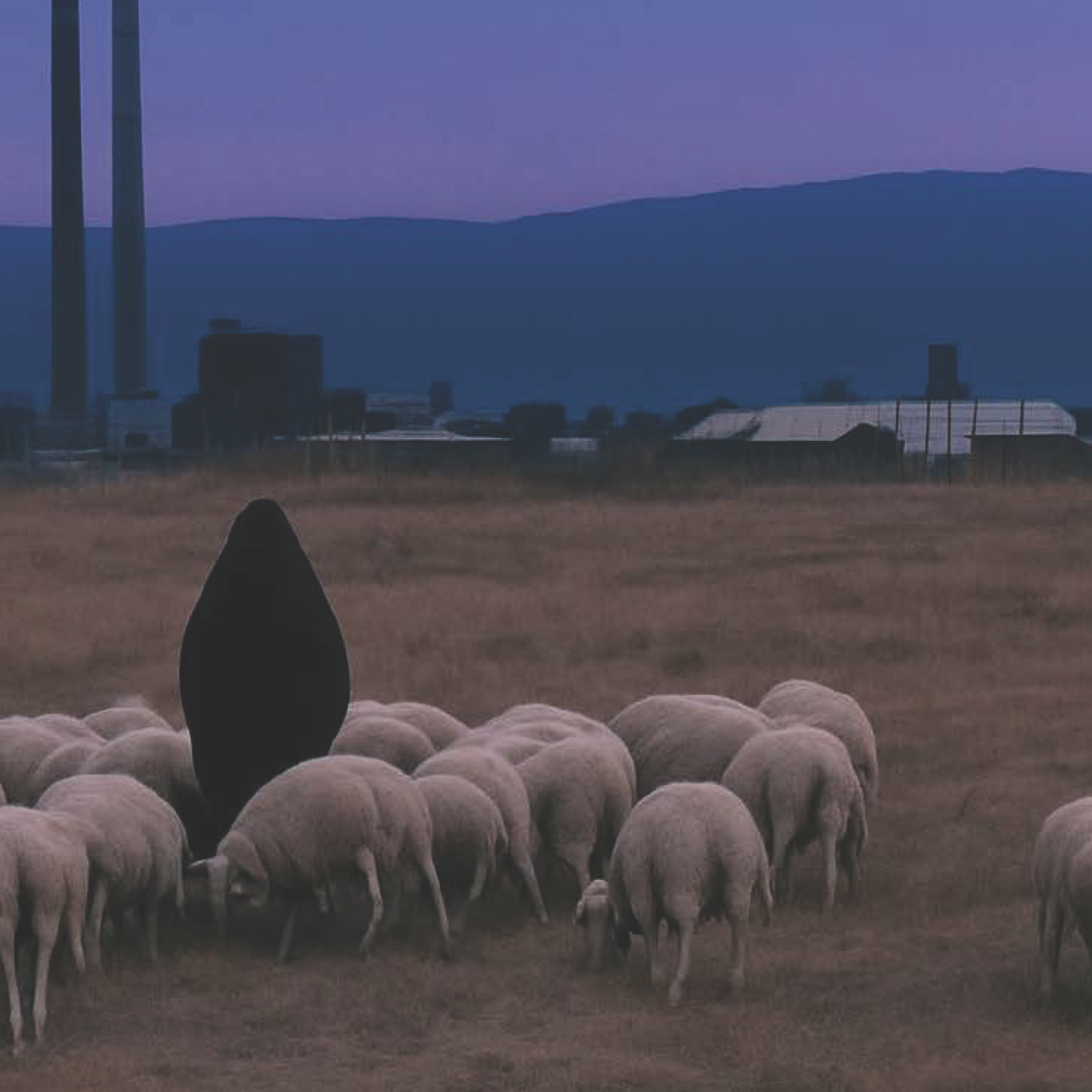 sheep in wilderness with person
